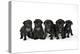 Five Black Pug Puppies (6 Weeks Old)-null-Premier Image Canvas
