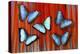 Five Blue Morpho Butterflies on Macau Tail Feather Design-Darrell Gulin-Premier Image Canvas