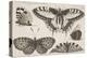 Five Butterflies-Wenceslaus Hollar-Premier Image Canvas