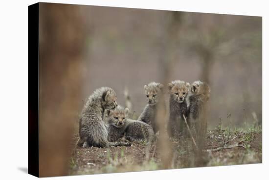 Five cheetah (Acinonyx jubatus) cubs, Kruger National Park, South Africa, Africa-James Hager-Premier Image Canvas