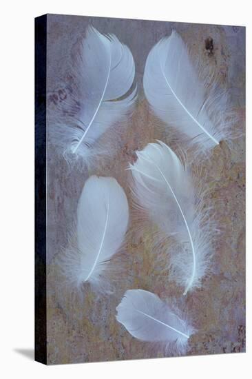 Five Curved White Swan Feathers Lying On Pink And Orange Rough Slate-Den Reader-Premier Image Canvas