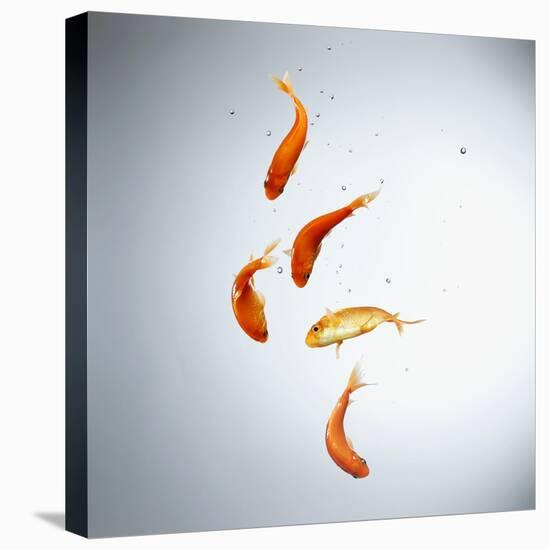 Five goldfish swimming with bubbles-null-Premier Image Canvas