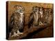 Five Great Horned Owls-null-Premier Image Canvas