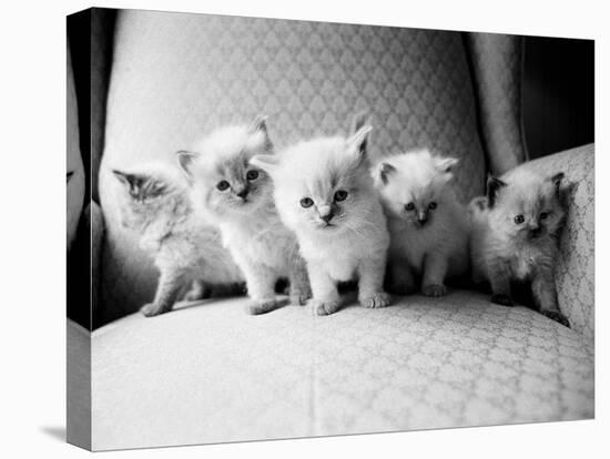 Five Kittens-Kim Levin-Premier Image Canvas