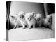 Five Kittens-Kim Levin-Premier Image Canvas
