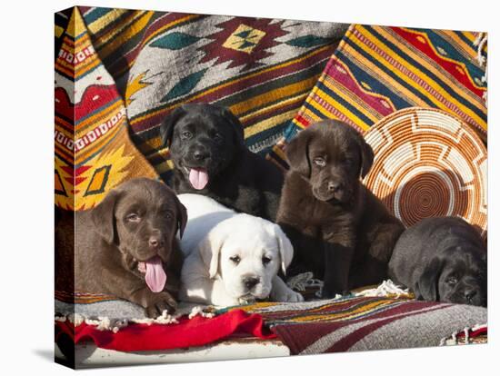 Five Labrador Retriever Puppies of All Colors on Southwestern Blankets-Zandria Muench Beraldo-Premier Image Canvas