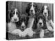 Five Large Spaniel Puppies Crowded in a Basket Owner: Browne-Thomas Fall-Premier Image Canvas