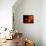 Five Persimmons-Terri Hill-Premier Image Canvas displayed on a wall