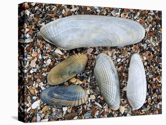 Five Pholadidae, Common Piddock, American Piddock and White Piddock Shells, Normandy, France-Philippe Clement-Premier Image Canvas