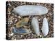 Five Pholadidae, Common Piddock, American Piddock and White Piddock Shells, Normandy, France-Philippe Clement-Premier Image Canvas