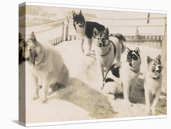 Five Sledge Dogs Wait in Their Pen for Their Next Job-null-Premier Image Canvas