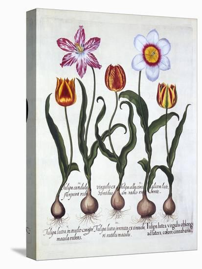 Five Tulips, from 'Hortus Eystettensis', by Basil Besler (1561-1629), Pub. 1613 (Hand-Coloured Engr-German School-Premier Image Canvas