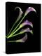 Five Vibrant Calla Lilies Isolated Against a Black Background-Christian Slanec-Premier Image Canvas