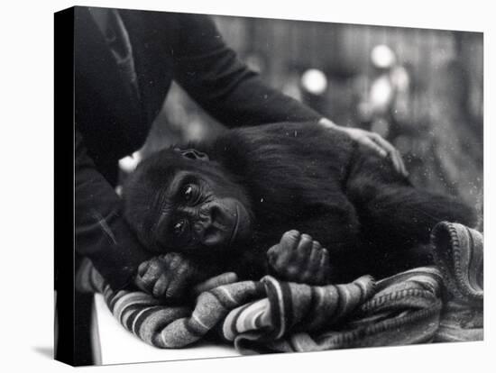 Five Year Old Gorilla Lying Down, Being Comforted by a Keeper-Frederick William Bond-Premier Image Canvas