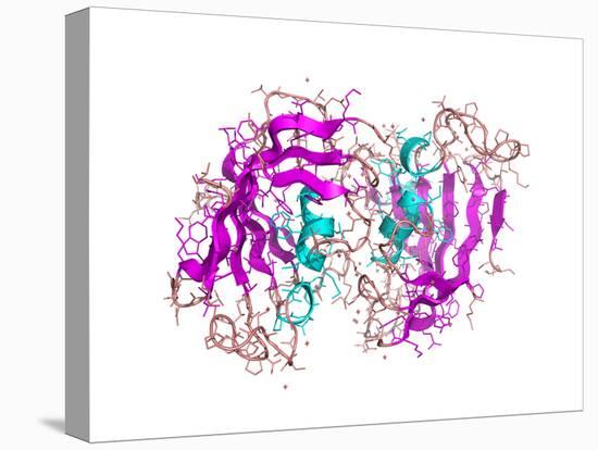 FK506-binding Protein Molecule-Laguna Design-Premier Image Canvas