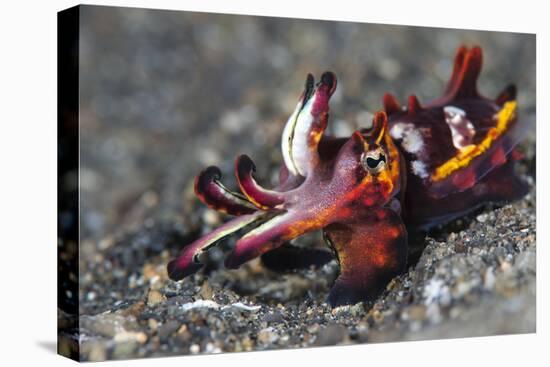 Flamboyant Cuttlefish (Metasepia Pfefferi) Moving Across The Sand At Night-Alex Mustard-Premier Image Canvas