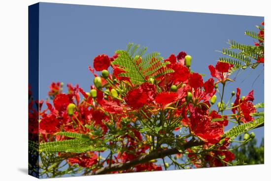 Flamboyant Tree in Bloom, Ile Royale, Salvation Islands, French Guiana-Cindy Miller Hopkins-Premier Image Canvas