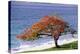 Flamboyant Tree-David Nunuk-Premier Image Canvas