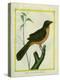 Flame-Colored Tanager-Georges-Louis Buffon-Premier Image Canvas