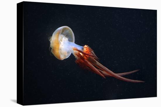 Flame Jellyfish (Rhopilema Esculentum). Wildlife Animal.-wrangel-Premier Image Canvas