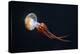 Flame Jellyfish (Rhopilema Esculentum). Wildlife Animal.-wrangel-Premier Image Canvas