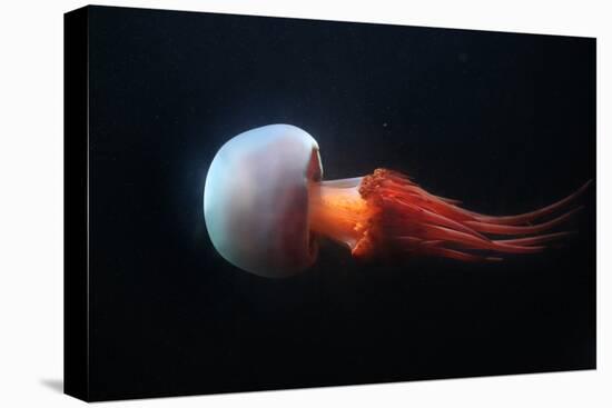 Flame Jellyfish (Rhopilema Esculentum). Wildlife Animal.-wrangel-Premier Image Canvas