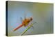 Flame Skimmer Dragonfly Perched and at Rest in La Mesa, California-Michael Qualls-Premier Image Canvas