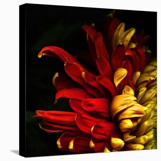 Flamenco Duotoned Chrysanthemum-Magda Indigo-Premier Image Canvas