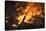 Flames From a Bonfire-Mark Williamson-Premier Image Canvas