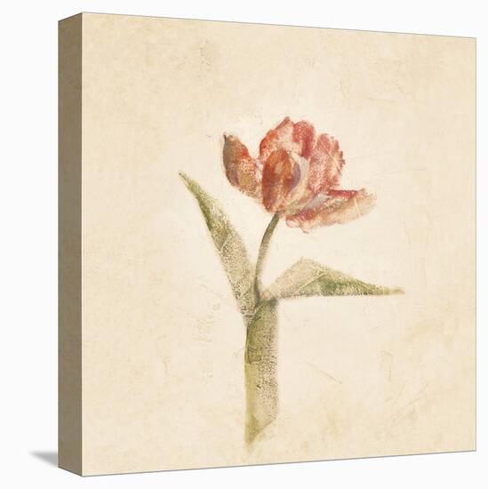 Flaming Parrot Tulip on White Crop-Cheri Blum-Stretched Canvas