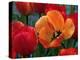 Flaming Parrot Tulips in Bloom-Charles Benes-Premier Image Canvas