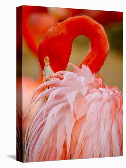 Flamingo 2-Dennis Goodman-Premier Image Canvas