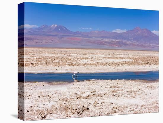 Flamingo Breeding Site, Laguna Chaxa, Salar De Atacama, Atacama Desert, Norte Grande, Chile-Gavin Hellier-Premier Image Canvas