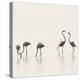 Flamingo Community II-Staffan Widstrand-Stretched Canvas