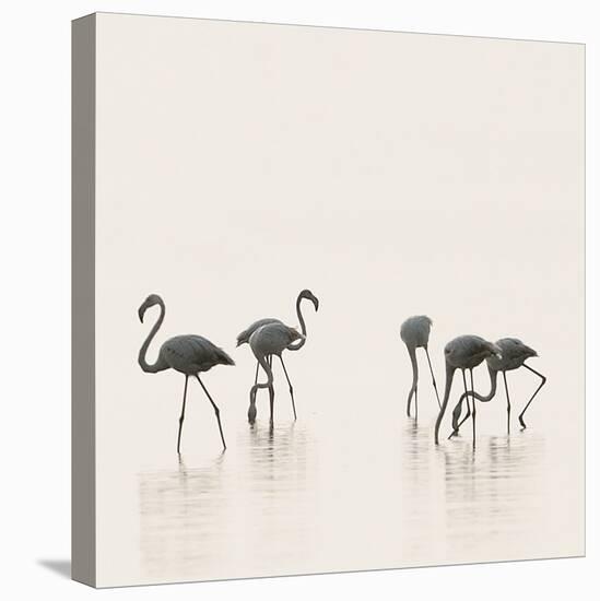 Flamingo Community III-Staffan Widstrand-Stretched Canvas