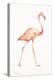 Flamingo Duo I-Tiffany Hakimipour-Stretched Canvas