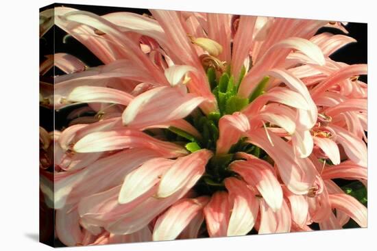 Flamingo Flower-Herb Dickinson-Premier Image Canvas