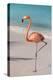 Flamingo on Flamingo Beach, Renaissance Island, Oranjestad, Aruba, Lesser Antilles-Jane Sweeney-Premier Image Canvas