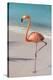 Flamingo on Flamingo Beach, Renaissance Island, Oranjestad, Aruba, Lesser Antilles-Jane Sweeney-Premier Image Canvas