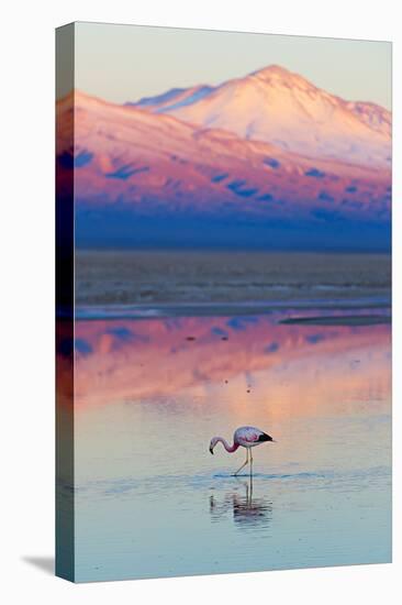 Flamingo, Pink Sunset above Atacama Desert-longtaildog-Premier Image Canvas