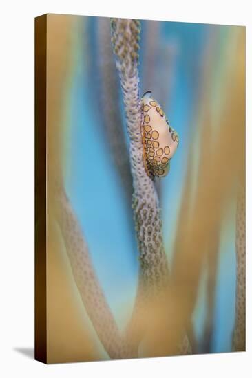 Flamingo Tongue Cowrie (Cyphoma Gibbosum) Feeding on Sea Rod Soft Corals-Alex Mustard-Premier Image Canvas