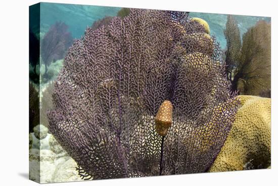 Flamingo Tongue on Common Sea Fan, Lighthouse Reef, Atoll, Belize-Pete Oxford-Premier Image Canvas