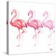 Flamingo Trio II-Tiffany Hakimipour-Stretched Canvas