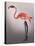 Flamingo with Kinky Boots-Fab Funky-Stretched Canvas