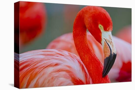 Flamingo-Dennis Goodman-Premier Image Canvas