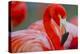 Flamingo-Dennis Goodman-Premier Image Canvas