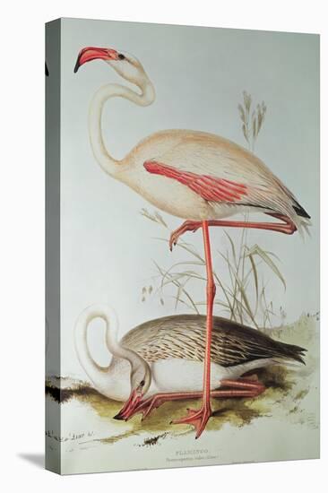 Flamingo-Edward Lear-Premier Image Canvas