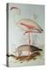 Flamingo-Edward Lear-Premier Image Canvas