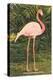 Flamingo-null-Stretched Canvas