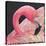 Flamingo-Kirstie Adamson-Premier Image Canvas